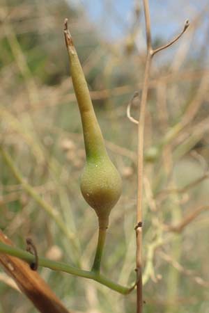 Rapistrum perenne \ Ausdauernder Rapsdotter / Steppe Cabbage, F Canet-en-Roussillon 27.7.2018