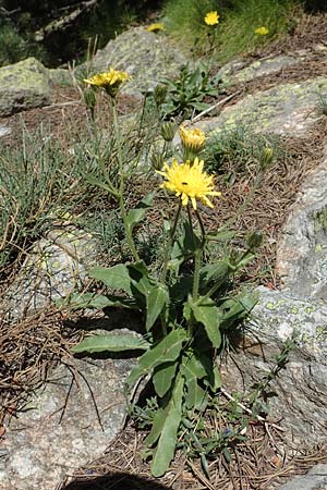Hieracium lantoscanum \ Lantosque-Habichtskraut / Lantosque Hawkweed, F Pyren&auml;en/Pyrenees, Col de Mantet 28.7.2018