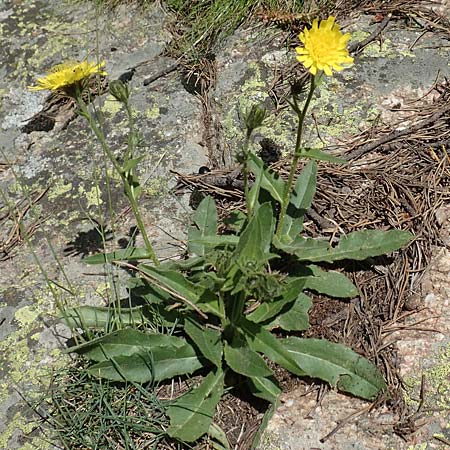 Hieracium lantoscanum \ Lantosque-Habichtskraut / Lantosque Hawkweed, F Pyren&auml;en/Pyrenees, Col de Mantet 28.7.2018