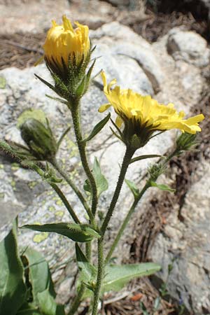 Hieracium lantoscanum \ Lantosque-Habichtskraut / Lantosque Hawkweed, F Pyren&auml;en/Pyrenees, Col de Mantet 28.7.2018