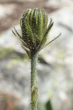 Hieracium lantoscanum \ Lantosque-Habichtskraut / Lantosque Hawkweed, F Pyren&auml;en/Pyrenees, Col de Mantet 28.7.2018