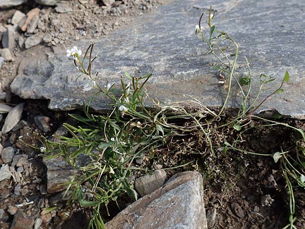 Cardamine resedifolia \ Resedenblttriges Schaumkraut / Mignonette-Leaved Bitter-Cress, F Pyrenäen/Pyrenees, Puigmal 1.8.2018
