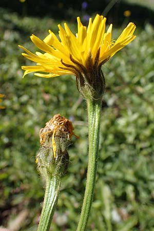 Crepis pyrenaica \ Grokpfiger Pippau / Conyza-Leaved Hawk's-Beard, F Les Deux Alpes 9.10.2021