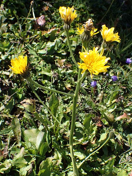 Crepis pyrenaica \ Grokpfiger Pippau / Conyza-Leaved Hawk's-Beard, F Les Deux Alpes 9.10.2021