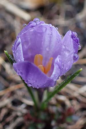 Crocus albiflorus \ Alpen-Krokus / Spring Crocus, F Col de Vars 30.4.2023