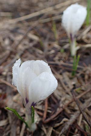 Crocus albiflorus \ Alpen-Krokus / Spring Crocus, F Col de Vars 30.4.2023