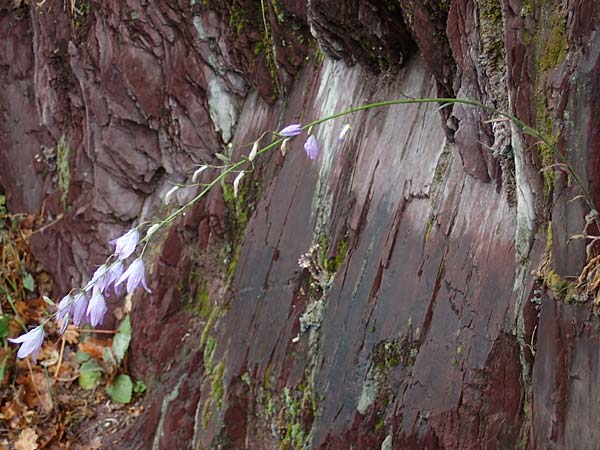 Campanula rapunculus \ Rapunzel-Glockenblume / Rampion Bellflower, F S. Sauveur-sur-Tinée 30.4.2023