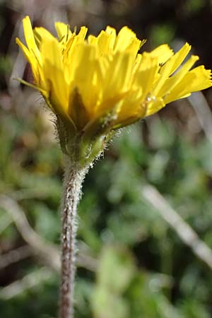 Leontodon hirtus \ Rauhaariger Lwenzahn / Hairy Hawkbit, F Remollon 15.3.2024