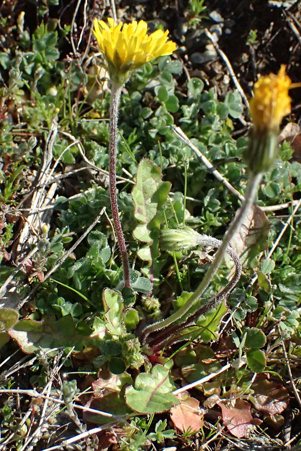 Leontodon hirtus \ Rauhaariger Lwenzahn / Hairy Hawkbit, F Remollon 15.3.2024