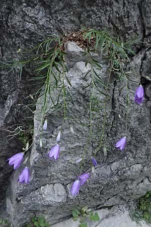 Campanula rotundifolia \ Rundbl�ttrige Glockenblume / Harebell, F Tende 18.5.2026