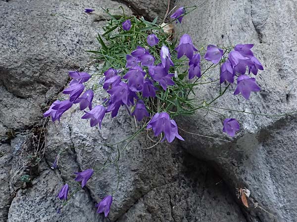 Campanula rotundifolia \ Rundbl�ttrige Glockenblume / Harebell, F Tende 18.5.2026