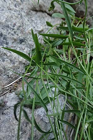 Campanula rotundifolia \ Rundbl�ttrige Glockenblume / Harebell, F Tende 18.5.2026