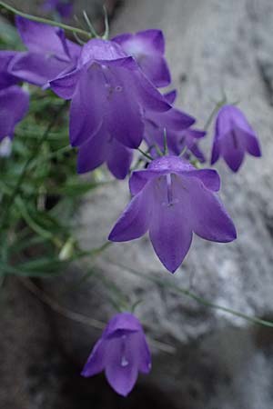 Campanula rotundifolia \ Rundbl�ttrige Glockenblume / Harebell, F Tende 18.5.2026