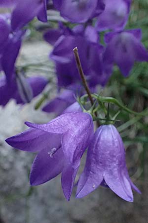 Campanula rotundifolia \ Rundbl�ttrige Glockenblume / Harebell, F Tende 18.5.2026