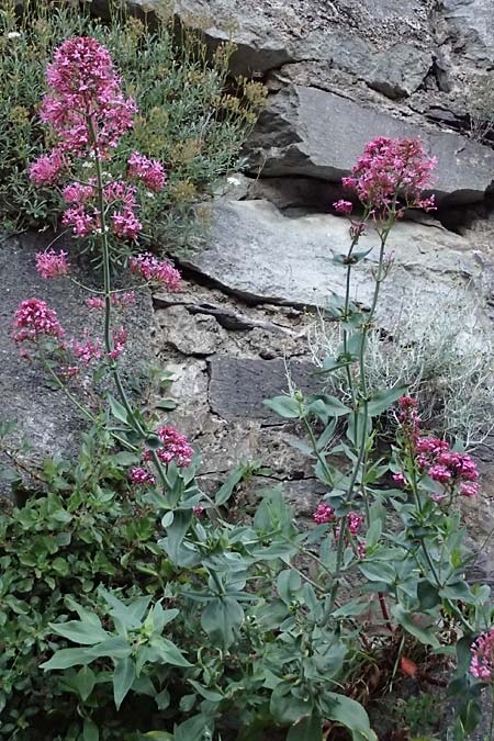 Centranthus ruber subsp. ruber \ Rote Spornblume / Red Valerian, F Tende 18.5.2026