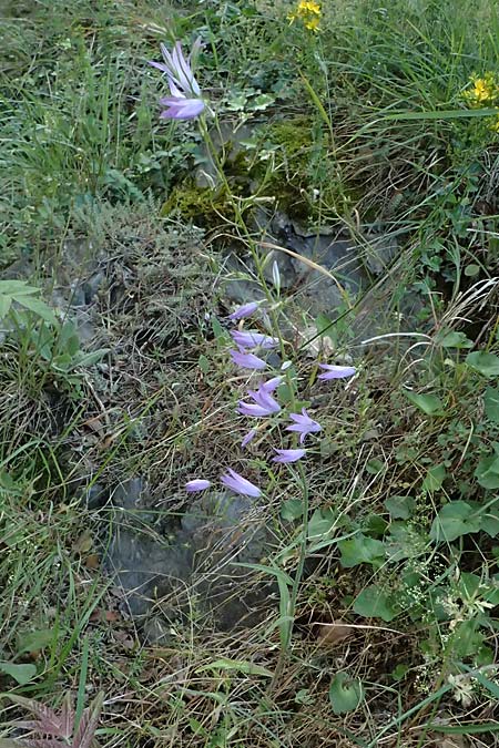 Campanula rapunculoides \ Acker-Glockenblume / Creeping Bellflower, F Berghe Superieur 18.5.2026