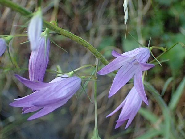 Campanula rapunculoides \ Acker-Glockenblume / Creeping Bellflower, F Berghe Superieur 18.5.2026