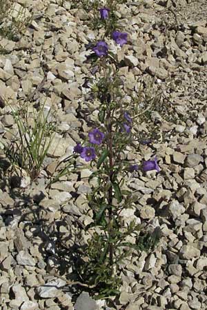 Campanula medium \ Marien-Glockenblume / Canterbury Bells, F Nyons 10.6.2006