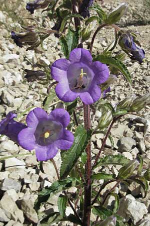 Campanula medium \ Marien-Glockenblume / Canterbury Bells, F Nyons 10.6.2006