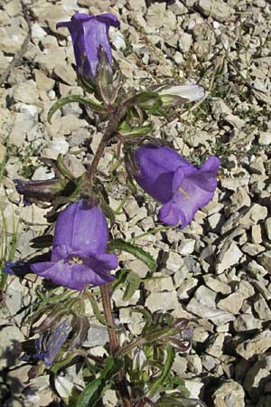 Campanula medium \ Marien-Glockenblume / Canterbury Bells, F Nyons 10.6.2006