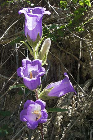 Campanula medium \ Marien-Glockenblume / Canterbury Bells, F Nyons 10.6.2006