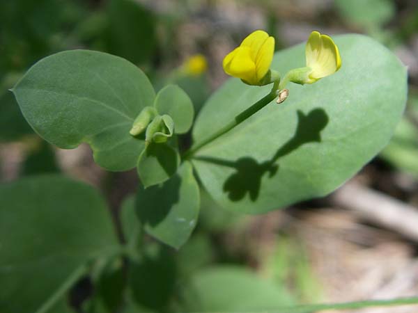 Coronilla scorpioides \ Skorpions-Kronwicke / Annual Scorpion Vetch, F La-Palud-sur-Verdon 23.6.2008