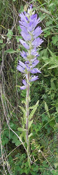 Campanula spicata \ hrige Glockenblume / Bellflower, F Col de la Bonette 8.7.2016