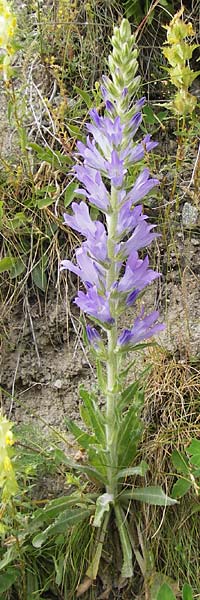 Campanula spicata \ hrige Glockenblume / Bellflower, F Col de la Bonette 8.7.2016