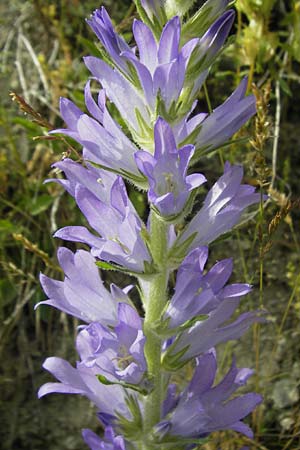 Campanula spicata \ hrige Glockenblume / Bellflower, F Col de la Bonette 8.7.2016