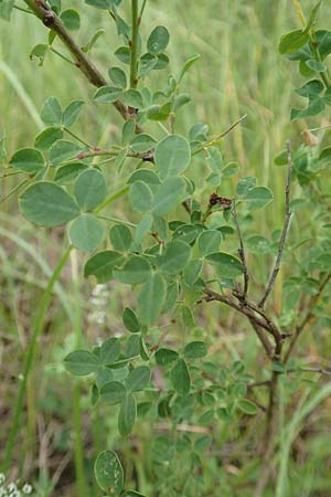 Cytisophyllum sessilifolium \ Sdlicher Geiklee, Blattstielloser Geiklee / Sessile-Leaved Tick Trefoil, F Demoiselles Coiffées 8.7.2016