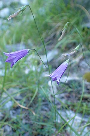 Campanula stenocodon \ Schmalbl&uuml;tige Glockenblume / Cottian Bellflower, F Gorges du Bachelard 9.7.2016