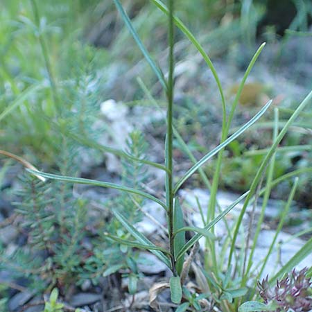 Campanula stenocodon \ Schmalbl&uuml;tige Glockenblume / Cottian Bellflower, F Gorges du Bachelard 9.7.2016