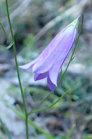 Campanula stenocodon \ Schmalbl&uuml;tige Glockenblume / Cottian Bellflower, F Gorges du Bachelard 9.7.2016