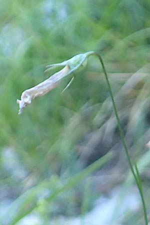 Campanula stenocodon \ Schmalbl&uuml;tige Glockenblume / Cottian Bellflower, F Gorges du Bachelard 9.7.2016