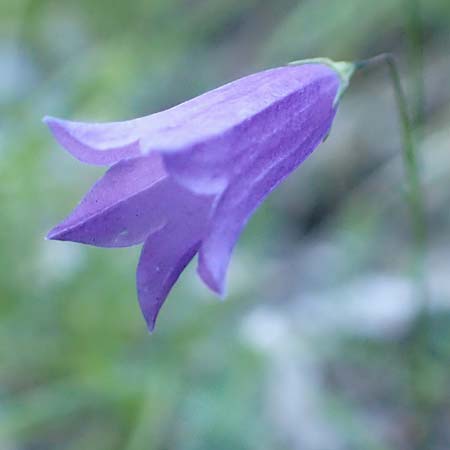 Campanula stenocodon \ Schmalbl&uuml;tige Glockenblume / Cottian Bellflower, F Gorges du Bachelard 9.7.2016