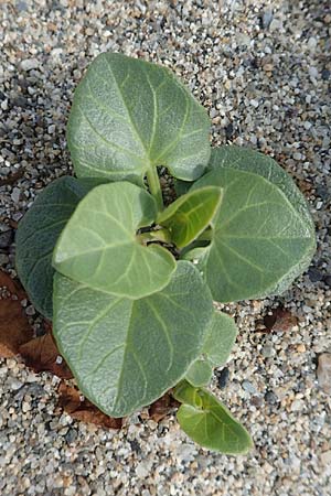 Calystegia soldanella \ Strand-Winde / Sea Bindweed, F Canet-en-Roussillon 9.8.2018