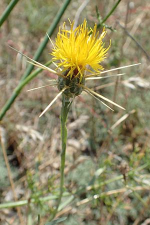 Centaurea solstitialis \ Sonnwend-Flockenblume / Yellow Star Thistle, F Pyrenäen/Pyrenees, Marcevol 11.8.2018