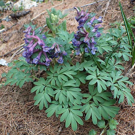 Corydalis solida \ Fester Lerchensporn, Gefingerter Lerchensporn / Bird in a Bush, F Col de Gleize 29.4.2023