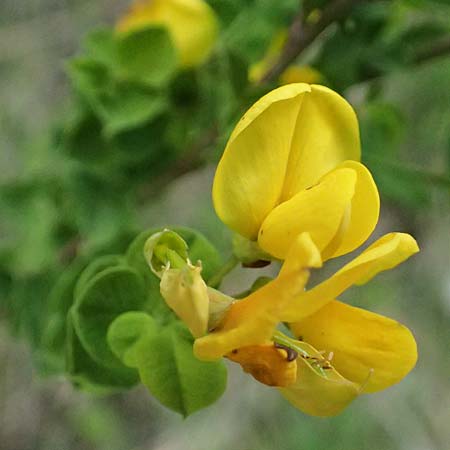 Cytisophyllum sessilifolium \ S�dlicher Gei�klee, Blattstielloser Gei�klee / Sessile-Leaved Tick Trefoil, F Tende 17.5.2026