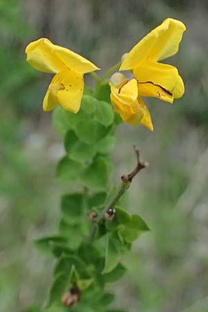 Cytisophyllum sessilifolium \ S�dlicher Gei�klee, Blattstielloser Gei�klee / Sessile-Leaved Tick Trefoil, F Tende 17.5.2026