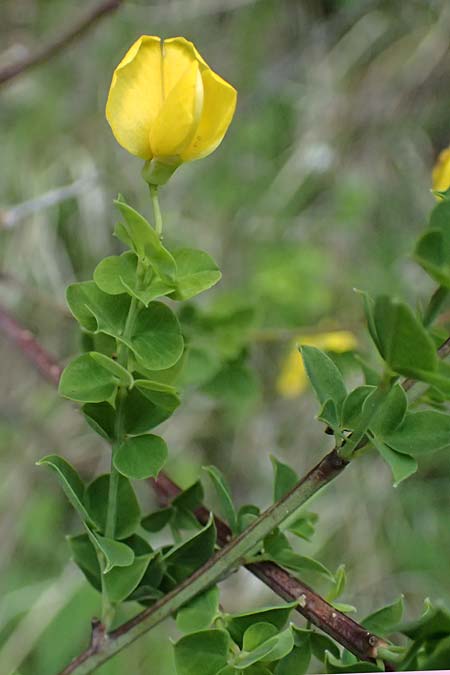 Cytisophyllum sessilifolium \ S�dlicher Gei�klee, Blattstielloser Gei�klee / Sessile-Leaved Tick Trefoil, F Tende 17.5.2026