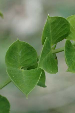 Cytisophyllum sessilifolium \ S�dlicher Gei�klee, Blattstielloser Gei�klee / Sessile-Leaved Tick Trefoil, F Tende 17.5.2026