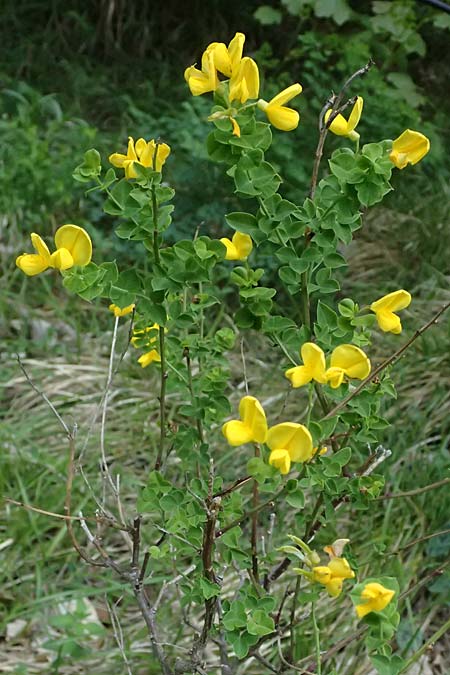 Cytisophyllum sessilifolium \ S�dlicher Gei�klee, Blattstielloser Gei�klee / Sessile-Leaved Tick Trefoil, F Tende 17.5.2026