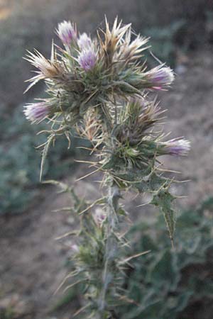 Carduus tenuiflorus \ Schmalkpfige Distel, F St. Martin-de-Crau 9.6.2006