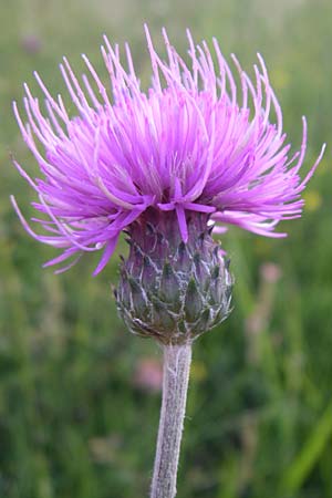 Cirsium tuberosum \ Knollige Kratzdistel, Knollen-Kratzdistel / Tuberous Thistle, F Severac-le-Chateau 23.6.2008