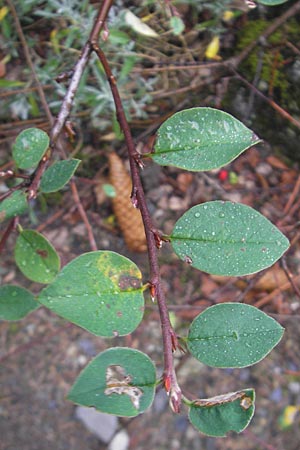 Cotoneaster tomentosus \ Filzige Zwergmispel / Brickberry Cotoneaster, F Botan. Gar.  Tourmalet 26.8.2011