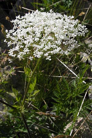 Chaerophyllum temulum \ Hecken-Klberkropf, Taumel-Klberkropf / Rough Chervil, F Col de la Bonette 8.7.2016