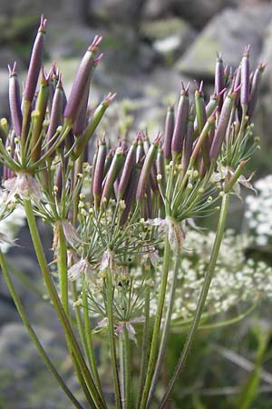 Chaerophyllum temulum \ Hecken-Klberkropf, Taumel-Klberkropf / Rough Chervil, F Col de la Bonette 8.7.2016