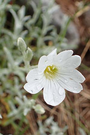 Cerastium tomentosum \ Filziges Hornkraut, Silber-Teppich / Snow in Summer, F Col de la Bonette 8.7.2016