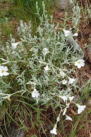 Cerastium tomentosum \ Filziges Hornkraut, Silber-Teppich / Snow in Summer, F Col de la Bonette 8.7.2016